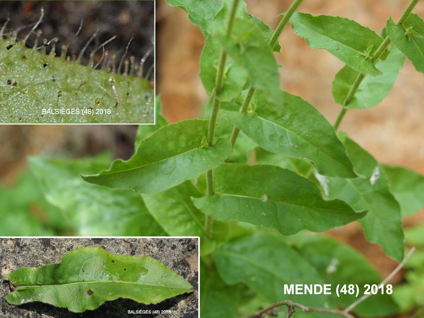 Hawkweed, [Branched] leaf